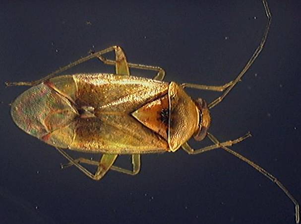 Orthops 2